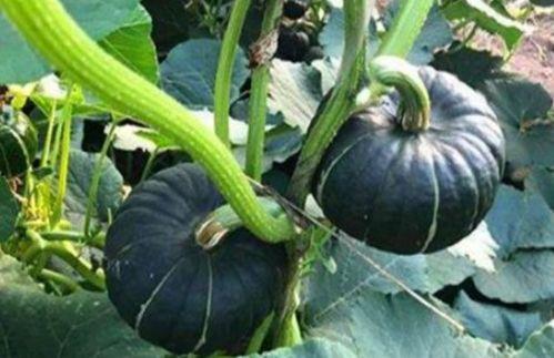 2022年网红吃瓜,盘点年度热门事件与幕后真相