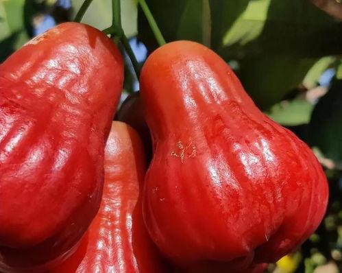 莲雾吃瓜视频官网,揭秘官网背后的趣味与惊喜