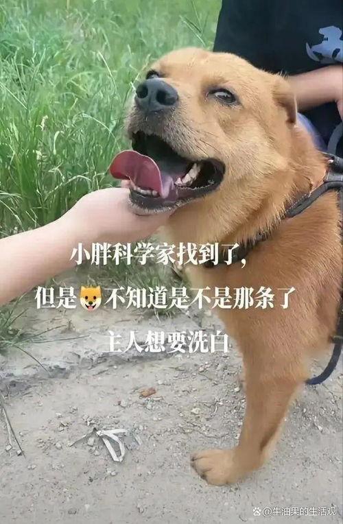 二狗网红吃瓜视频,揭秘娱乐圈幕后真相