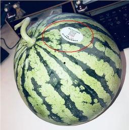 网红吃瓜视频在哪里找,热门平台及热门内容盘点